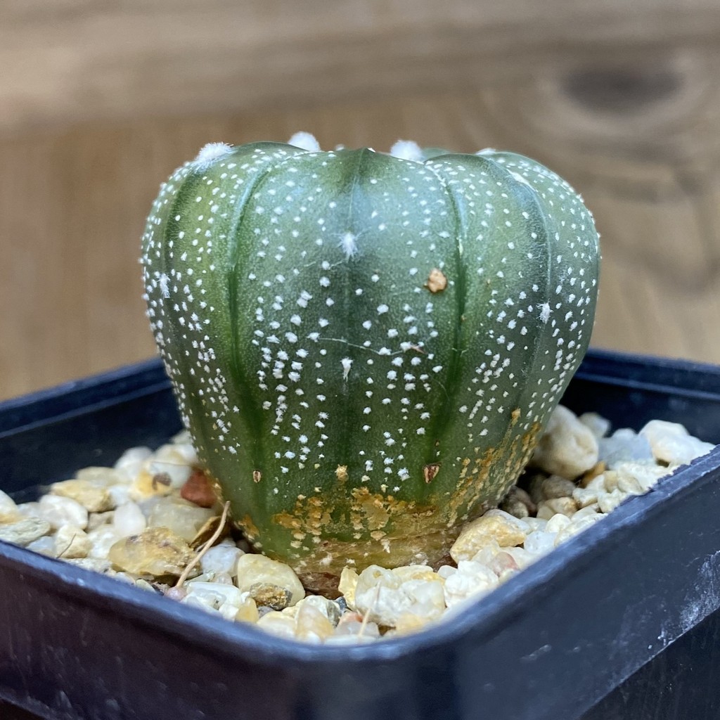 DP26620 Astrophytum asterias - Imagen 2
