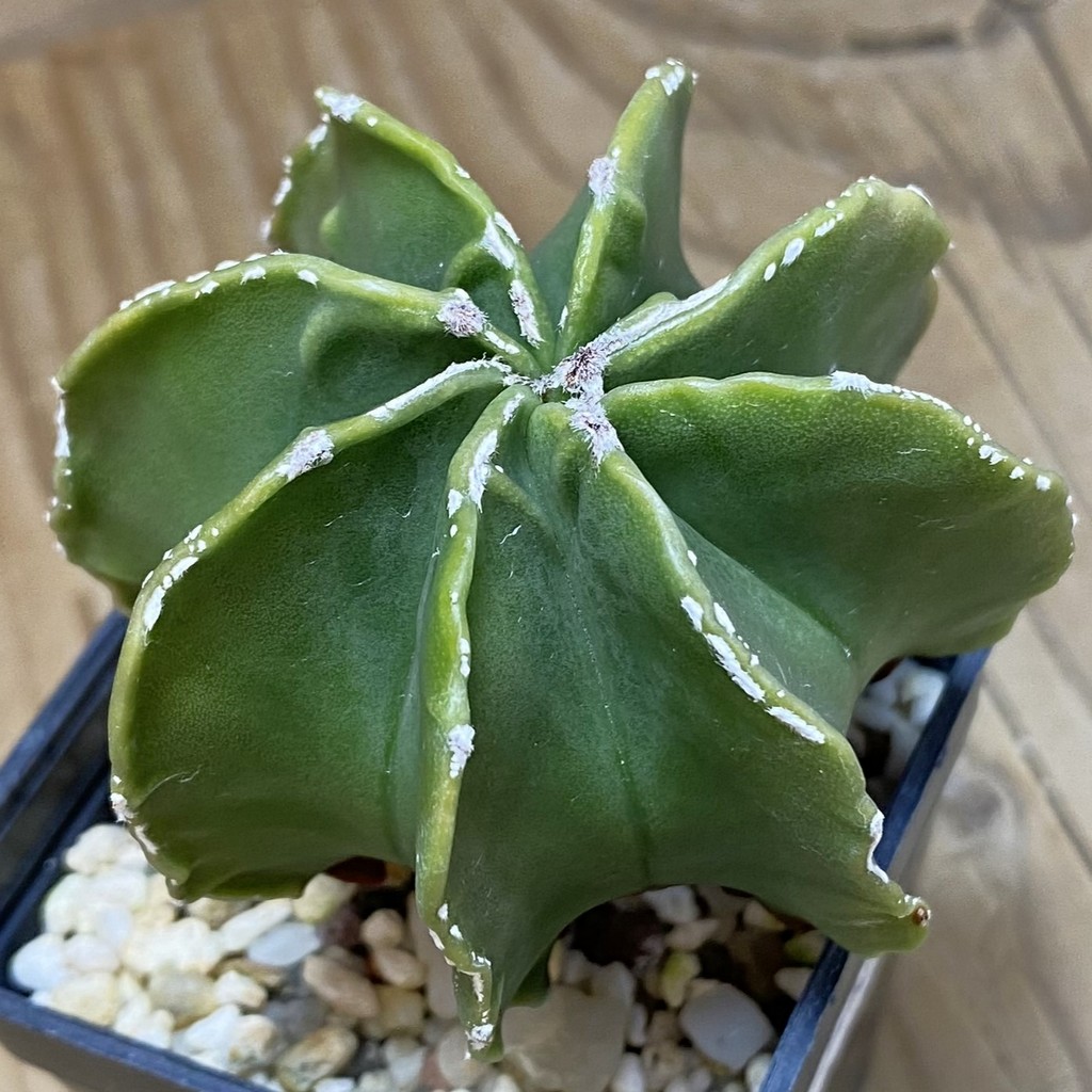 DP26621 Astrophytum myriostigma hybrid