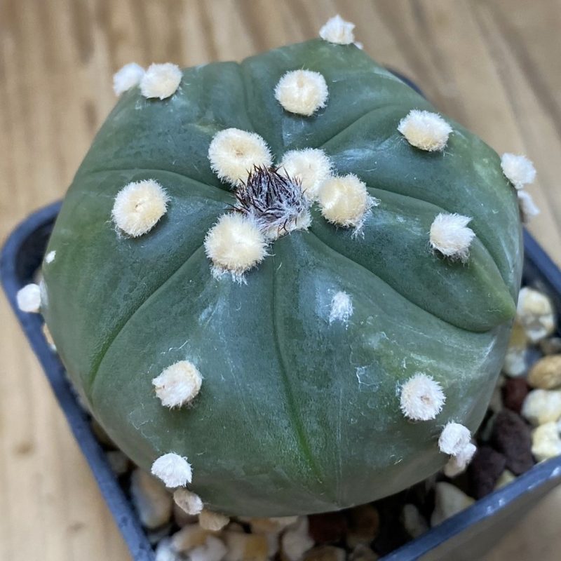 DP26623 Astrophytum asterias ‘Ooibo’ hybrid