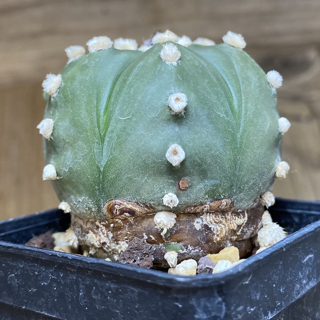 DP26623 Astrophytum asterias ‘Ooibo’ hybrid - Imagen 2