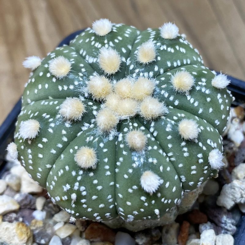 DP26624 Astrophytum asterias ‘Ooibo’ hybrid