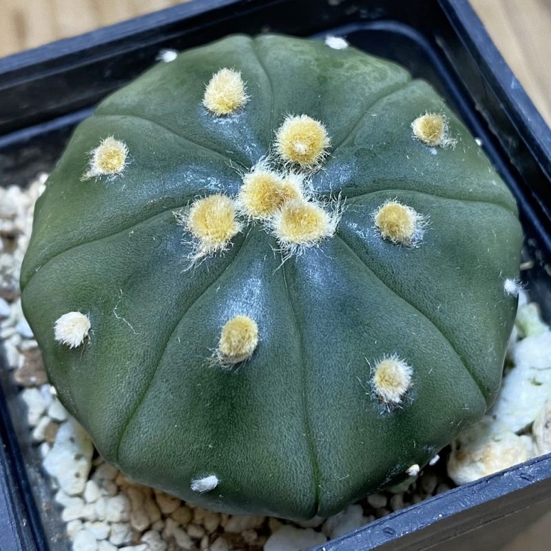 DP26625 Astrophytum asterias v. nudum