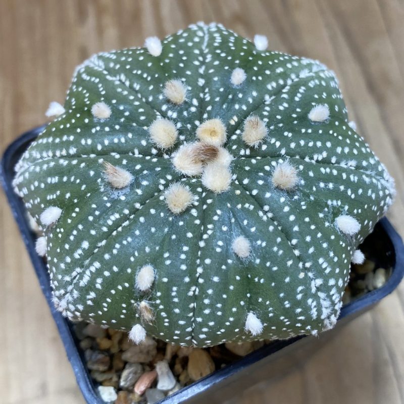 DP26626 Astrophytum asterias ‘Star Shape’