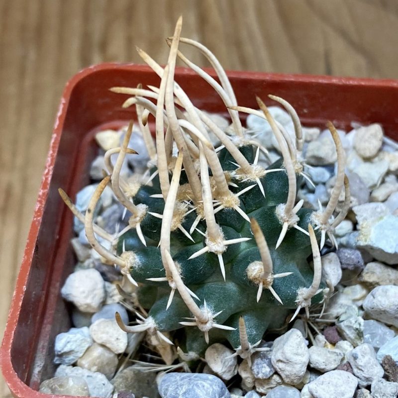 SH18773 Pediocactus peeblesianus v. fickeisenii PJR 458, grafted