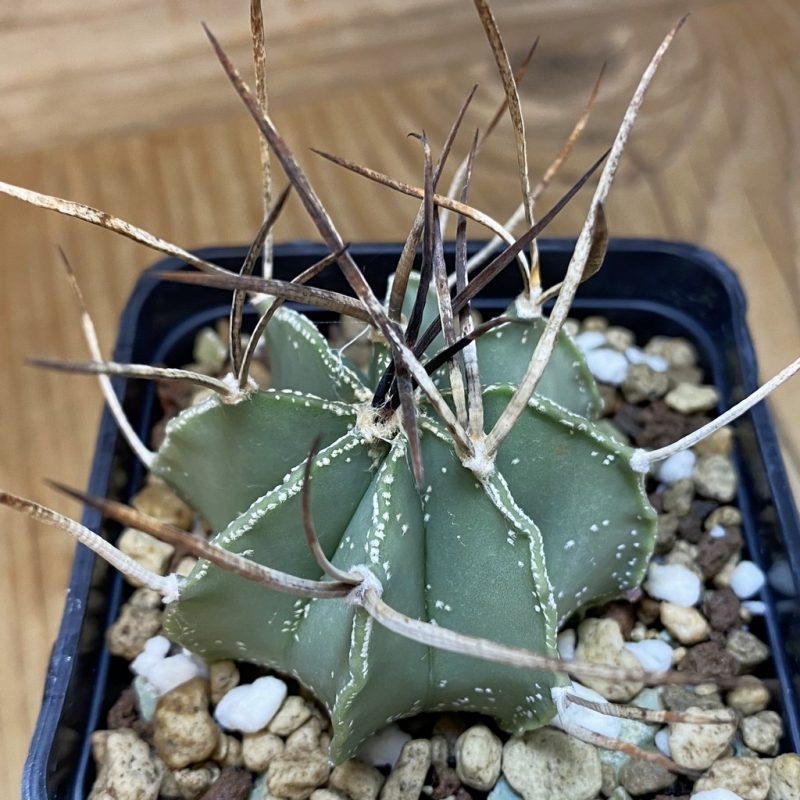 SH18703 Astrophytum niveum v. nudum