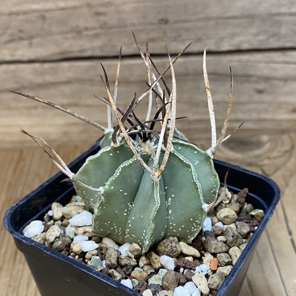 SH18703 Astrophytum niveum v. nudum – Image 2