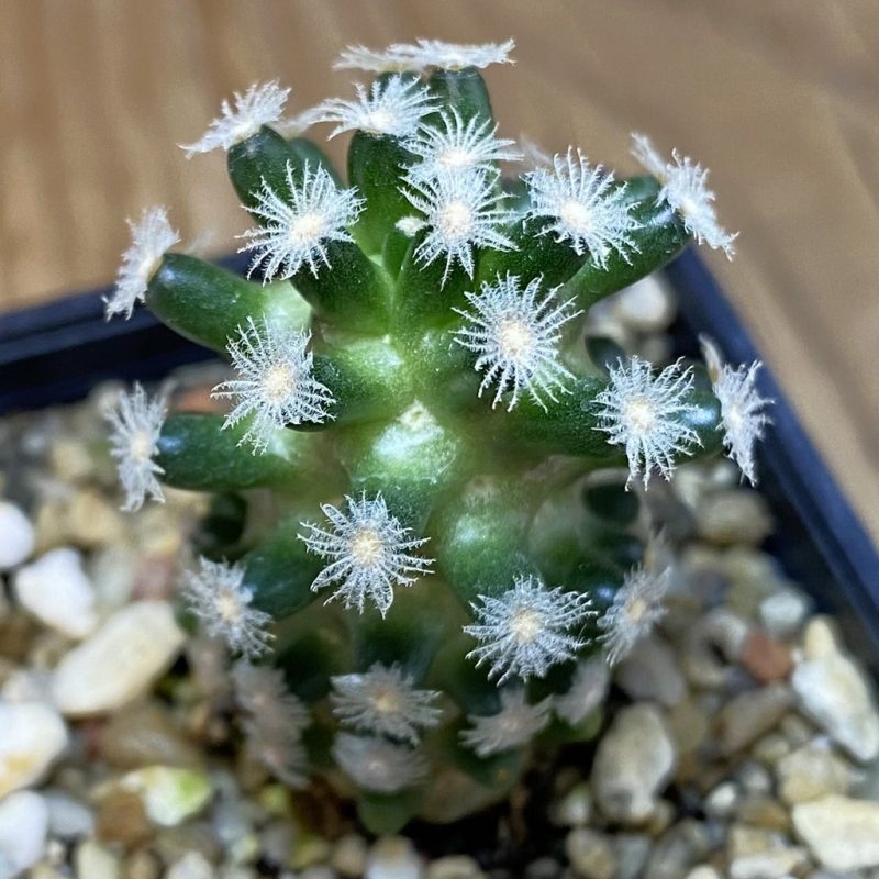 SH10731 Mammillaria theresae v. minima GCG 12504, own roots