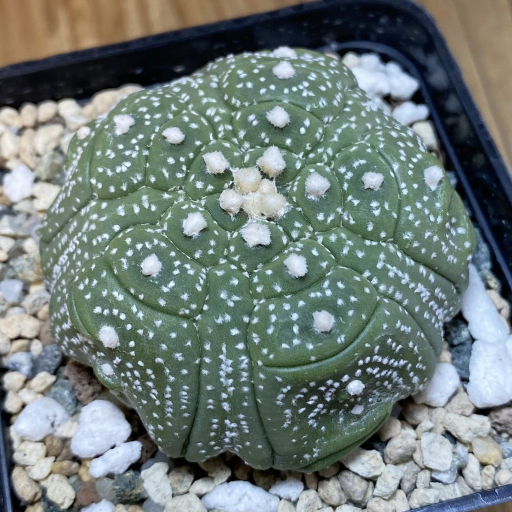 SH21007 Astrophytum asterias ‘Kikko’, 5-ribs
