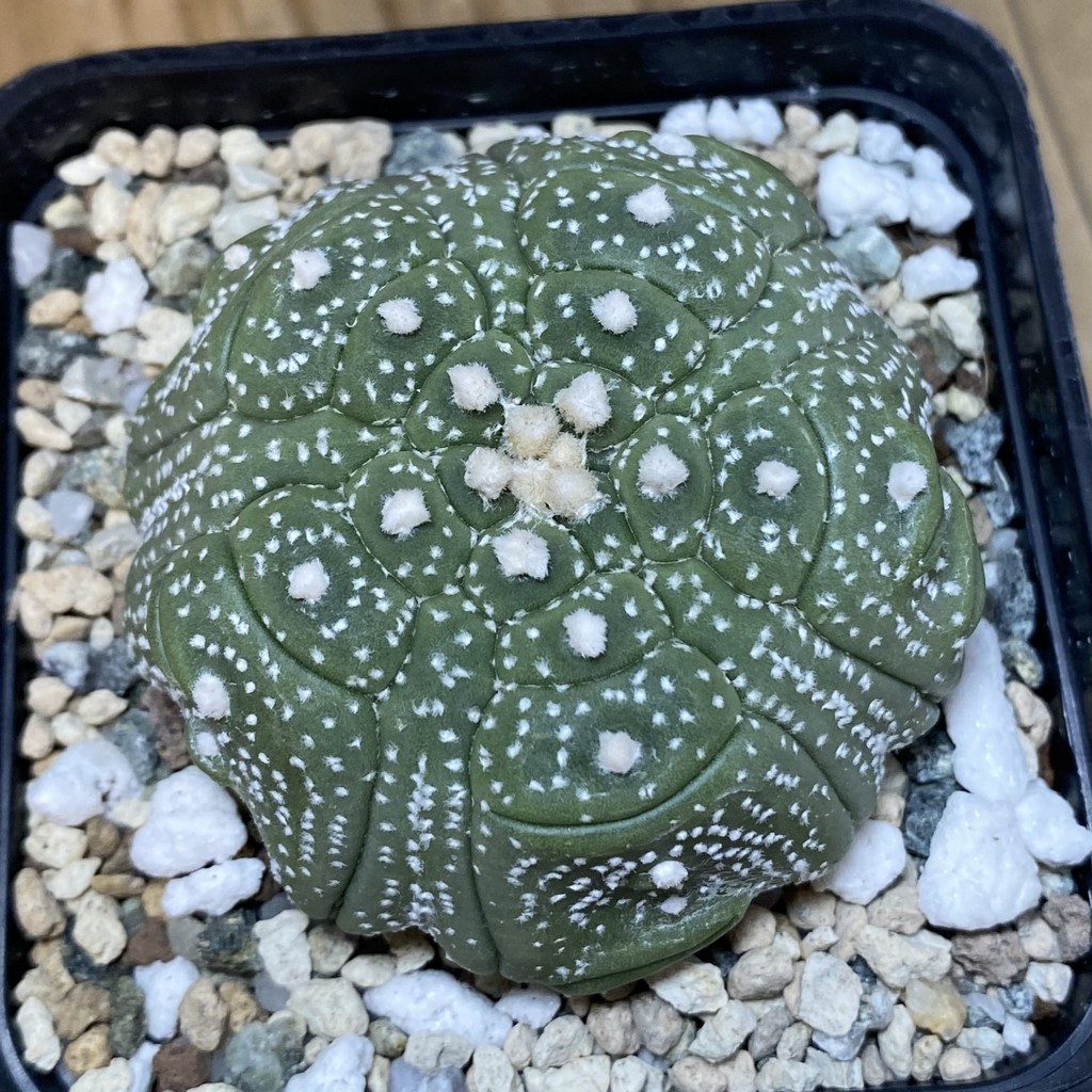 SH21007 Astrophytum asterias ‘Kikko’, 5-ribs – Image 2