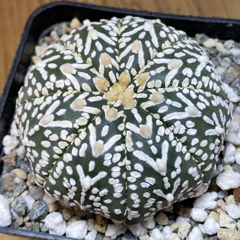SH20607 Astrophytum asterias ‘Super Kabuto’ V-type