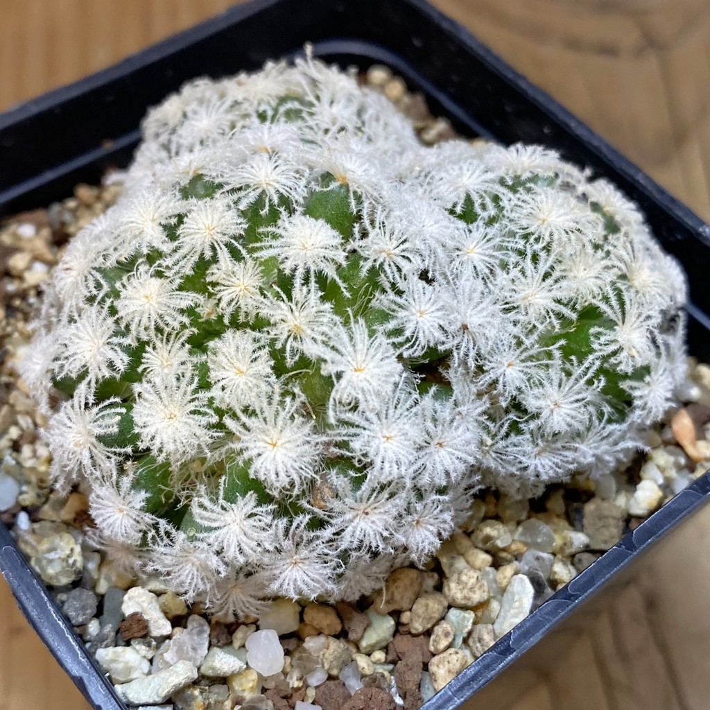 SH19353 Mammillaria plumosa 'Snow'