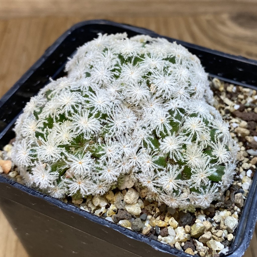 SH19353 Mammillaria plumosa 'Snow' – Image 2