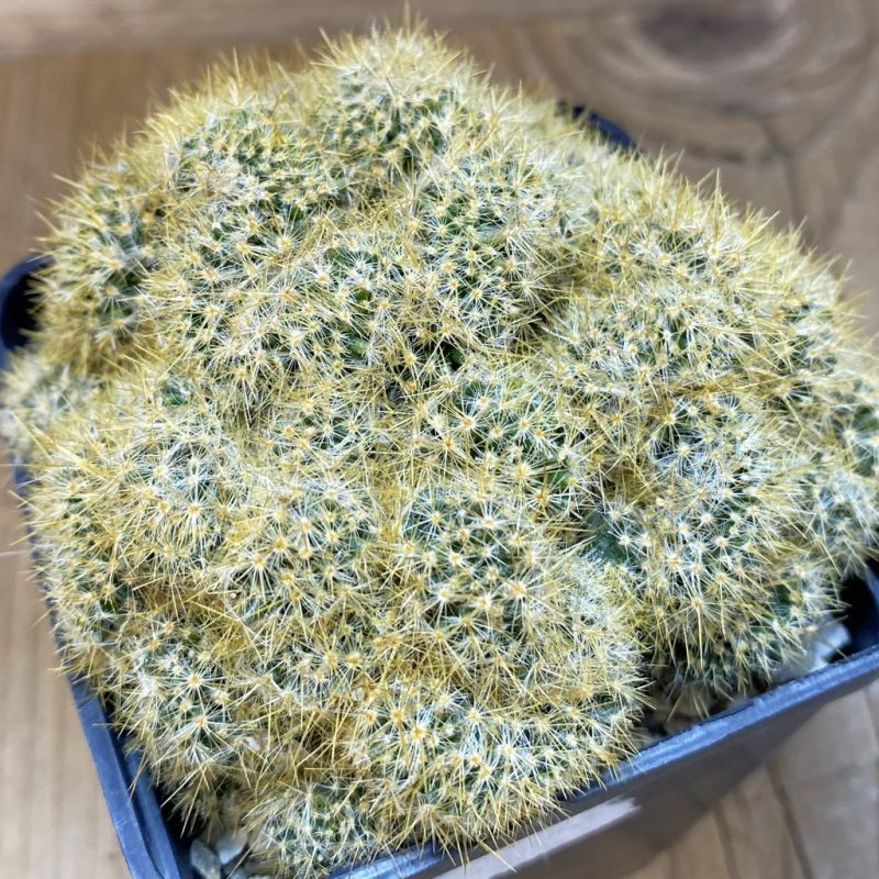 SH17964 Mammillaria prolifera f. cristata
