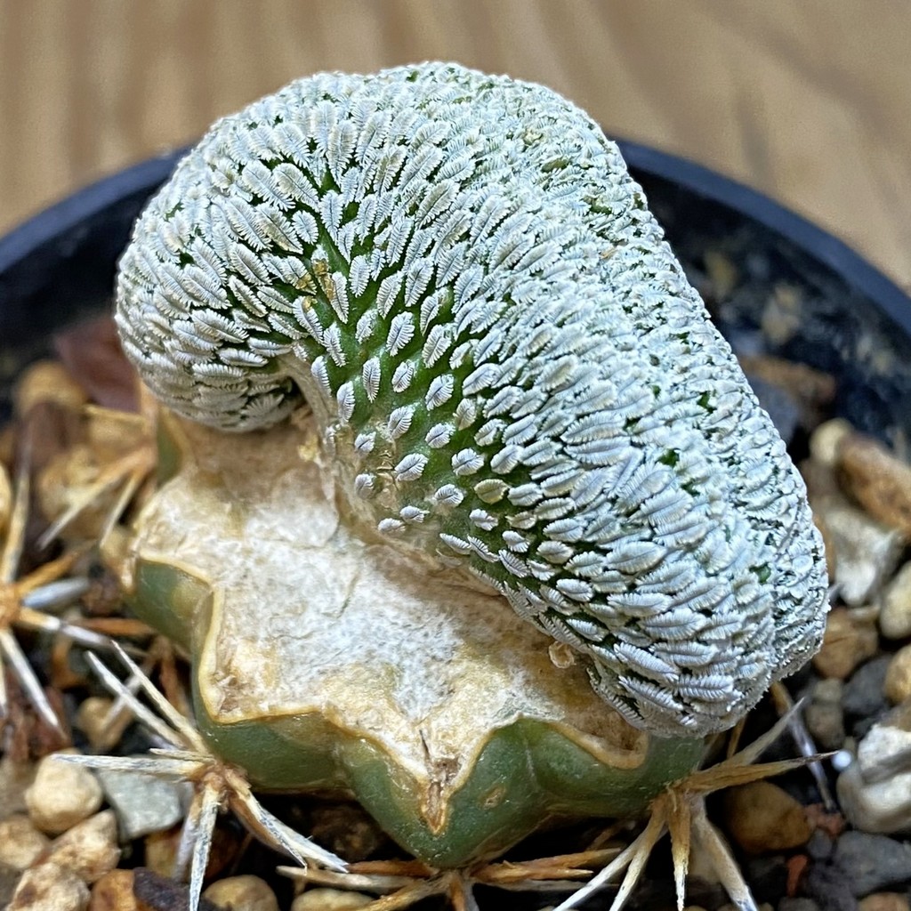 SH6443 Pelecyphora aselliformis f. cristata, grafted