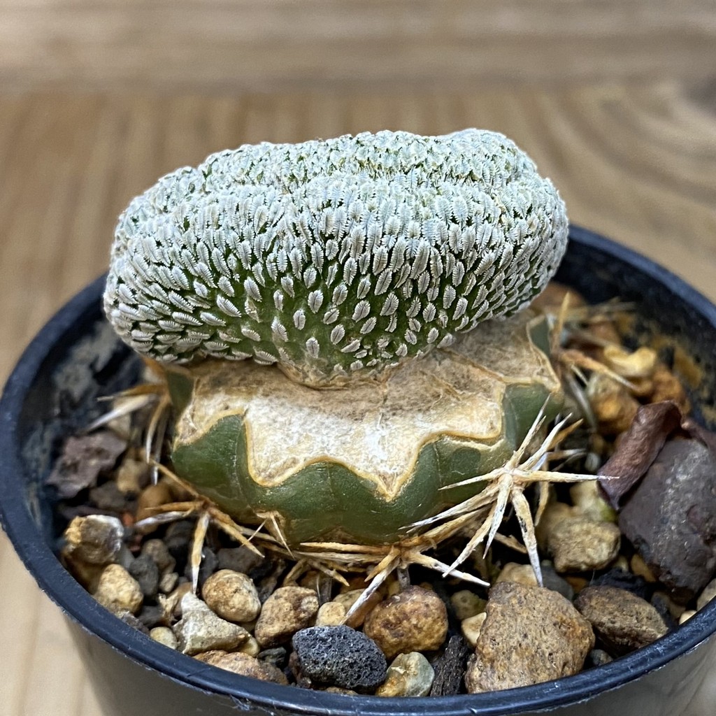 SH6443 Pelecyphora aselliformis f. cristata, grafted – Image 2