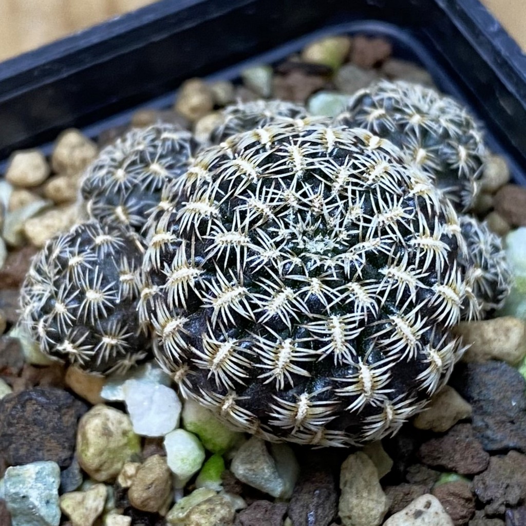 SH18698 Sulcorebutia augustinii LH 1721