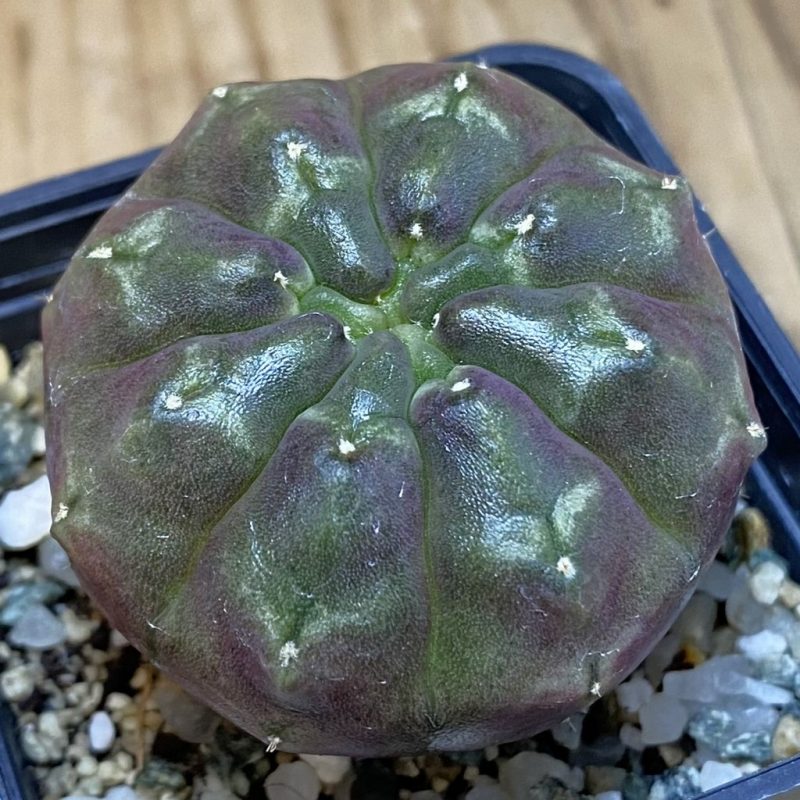 SH15751 Gymnocalycium mihanovichii ‘Day Dream’, seedling