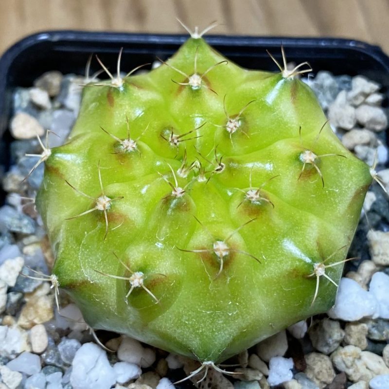 SH22501 Gymnocalycium mihanovichii ‘Neon’ hybrid