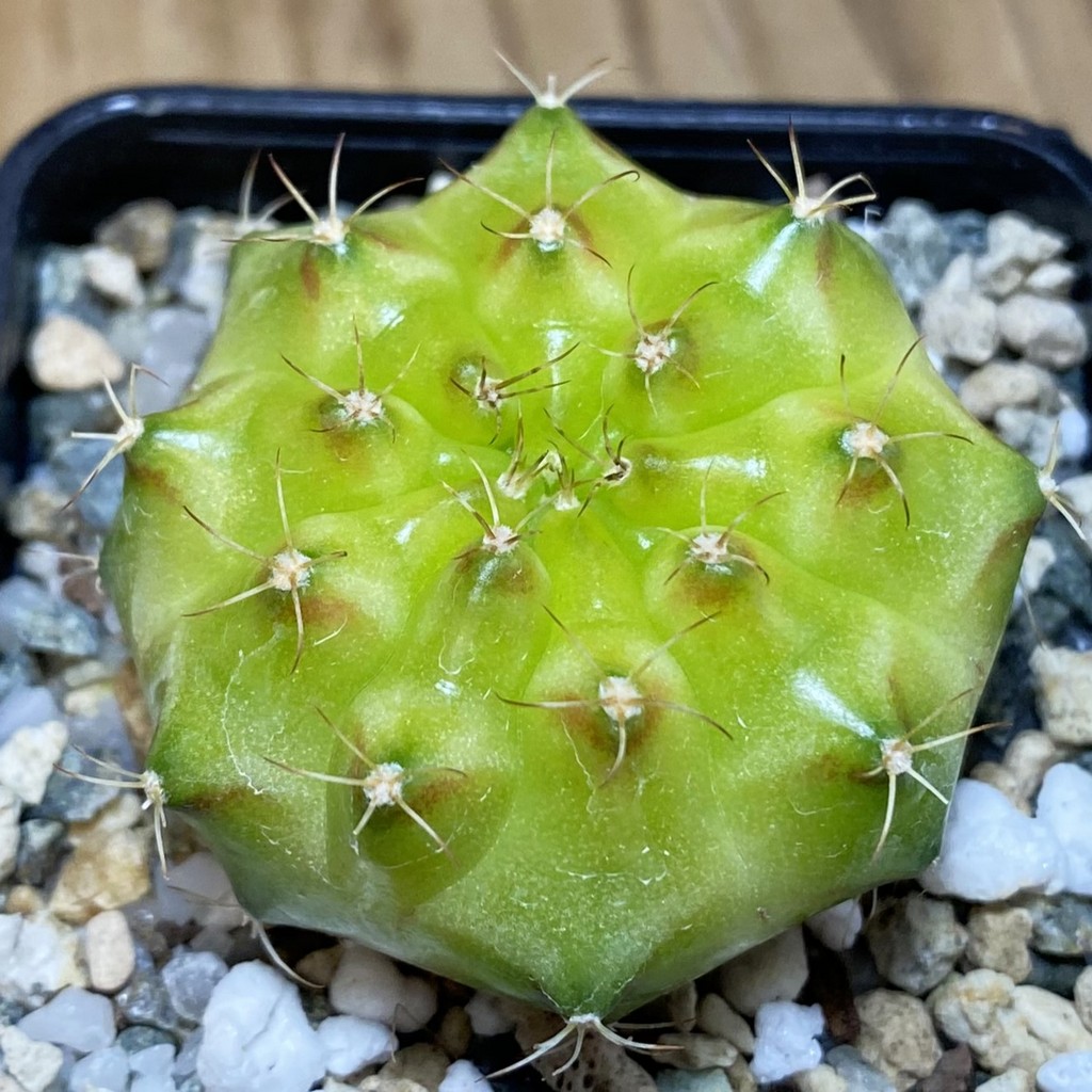 SH22501 Gymnocalycium mihanovichii ‘Neon’ hybrid