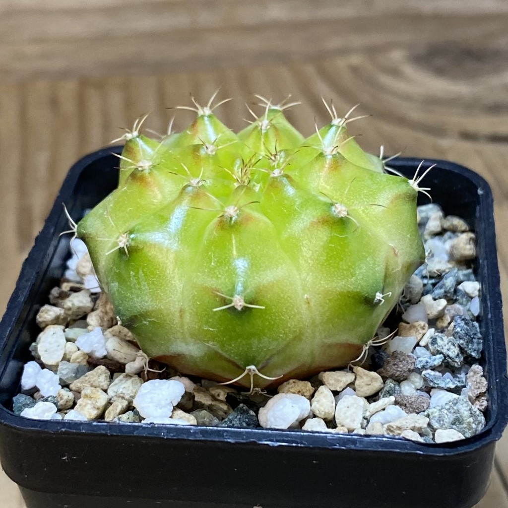 SH22501 Gymnocalycium mihanovichii ‘Neon’ hybrid - Image 2