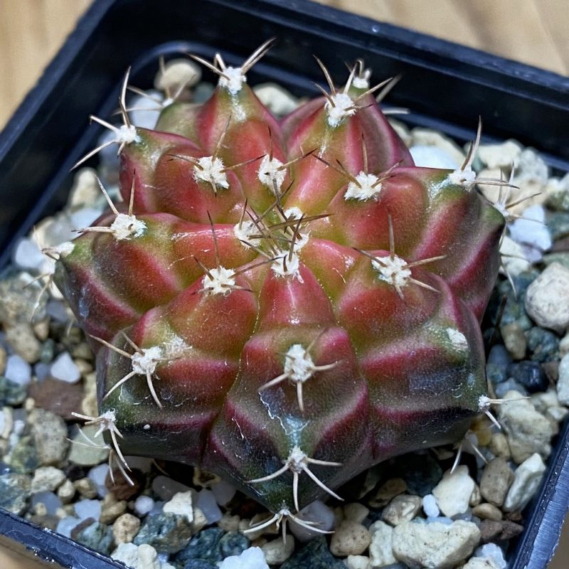 SH22289 Gymnocalycium mihanovichii ‘Neon’ hybrid