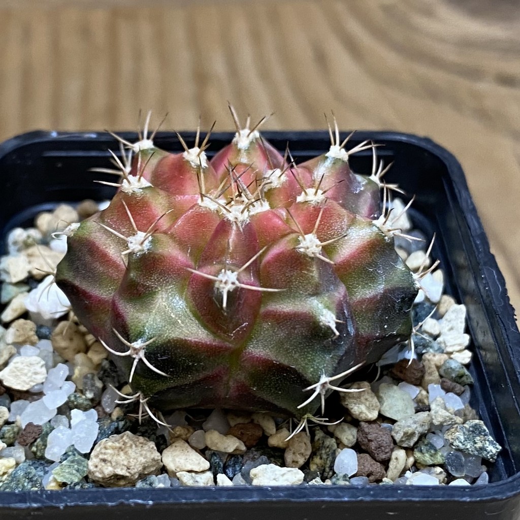 SH22289 Gymnocalycium mihanovichii ‘Neon’ hybrid - Image 2