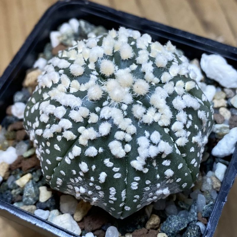 SH21158 Astrophytum asterias ‘Hanazono’