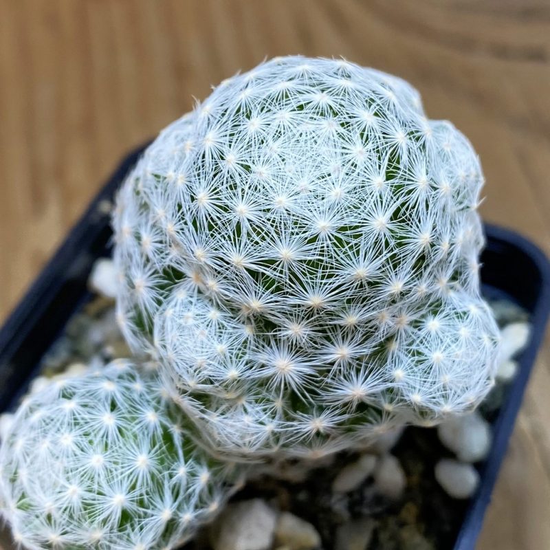 SH10730 Mammillaria humboldtii v. caespitosa
