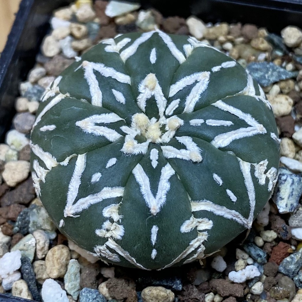 SH24090 Astrophytum asterias ‘Super Kabuto’ V-type f. nudum