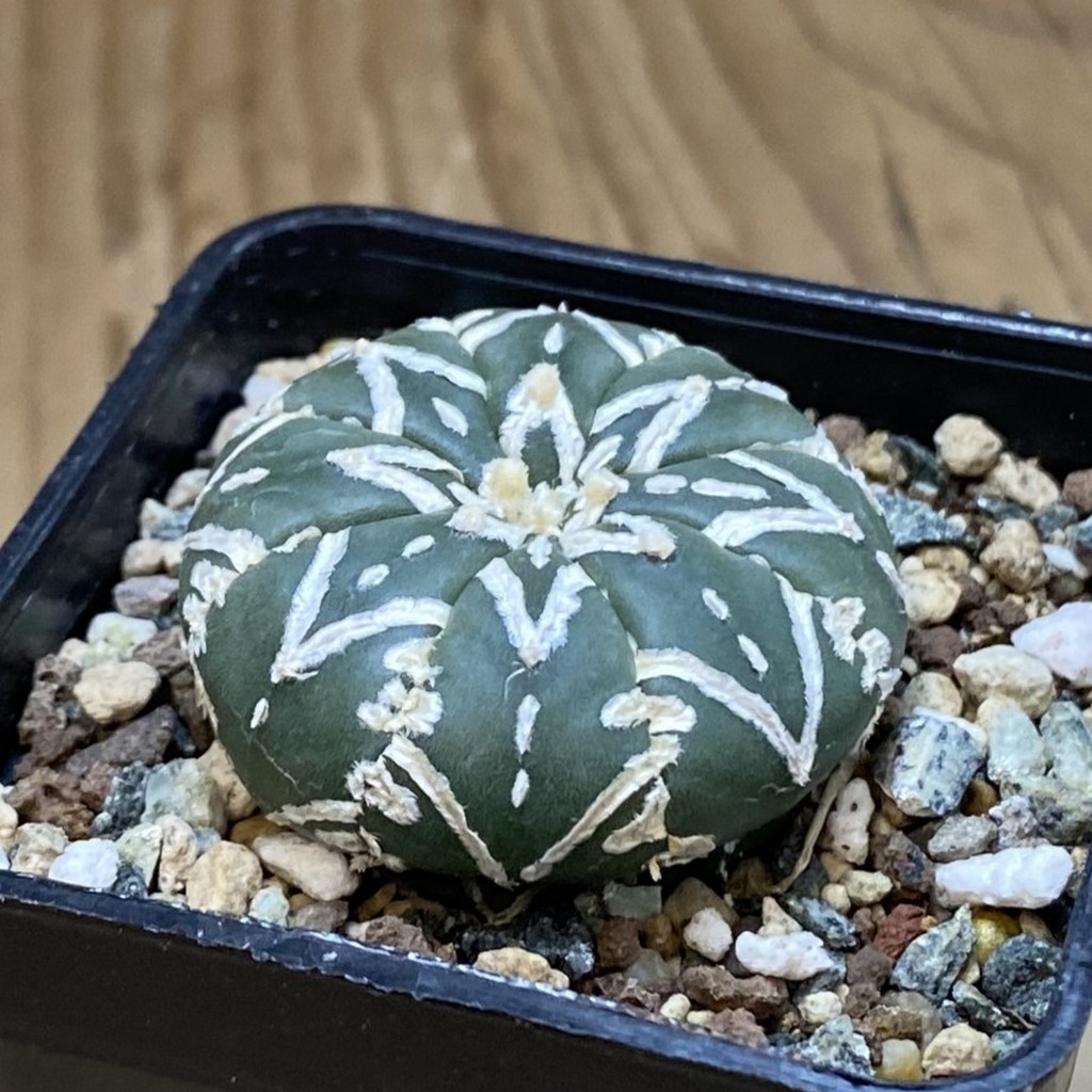 SH24090 Astrophytum asterias ‘Super Kabuto’ V-type f. nudum - Зображення 2