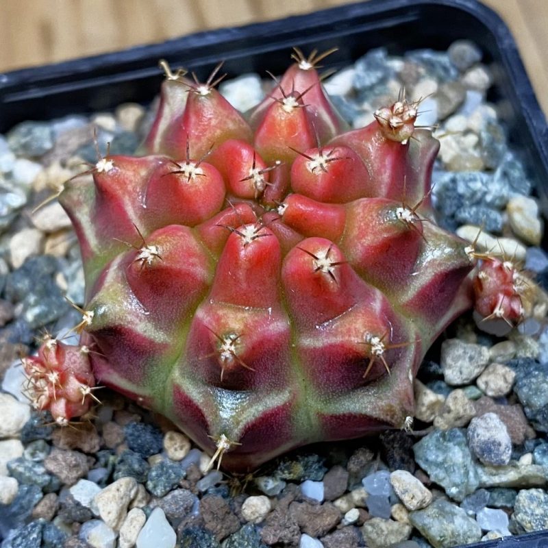 SH23283 Gymnocalycium mihanovichii ‘Little Red Riding Hood'