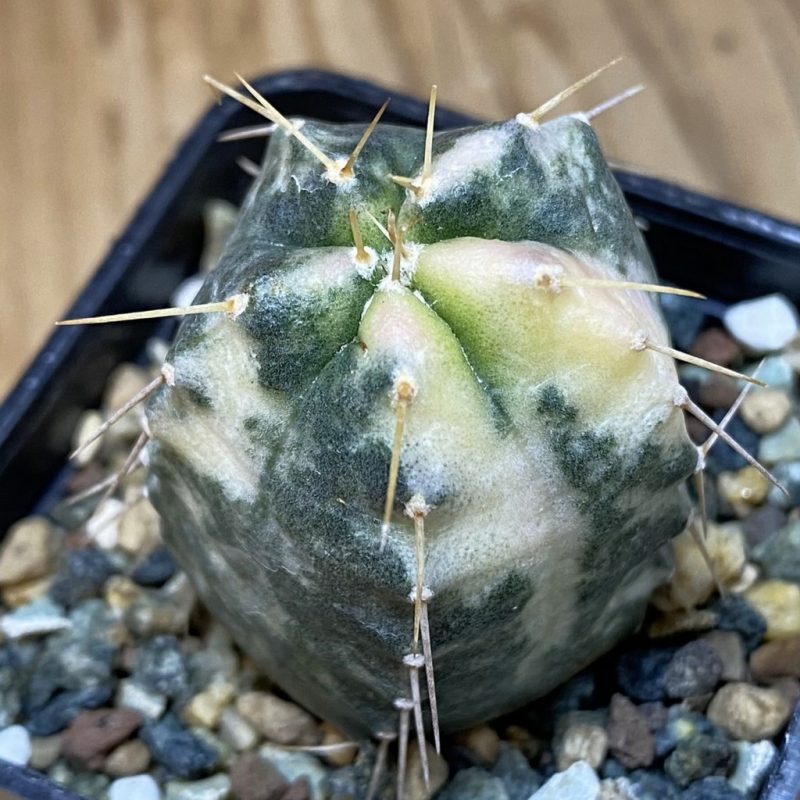 SH23910 Echinocereus knippelianus f. variegata