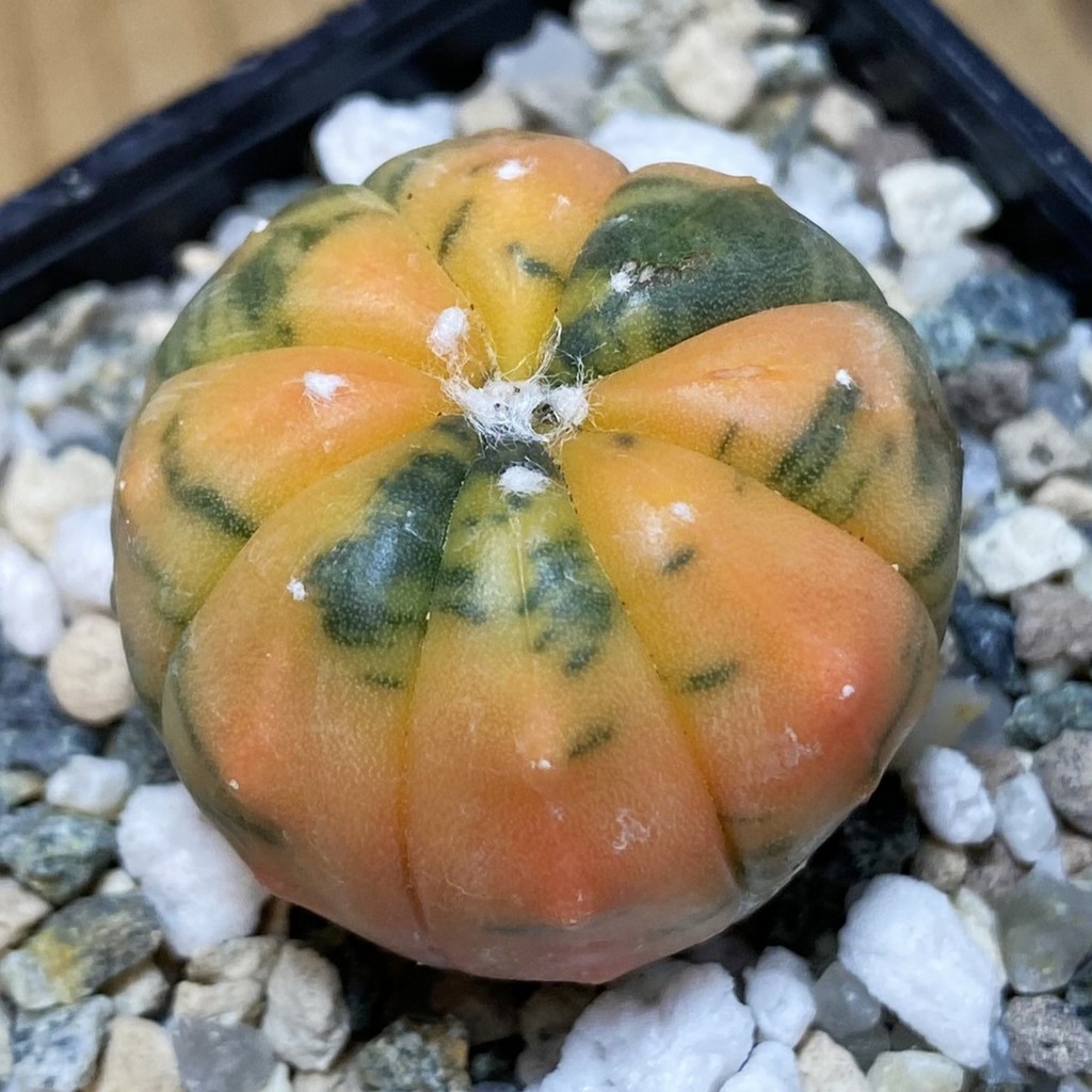 SH21902 Astrophytum asterias ‘Red Purple Skin’ f. variegata