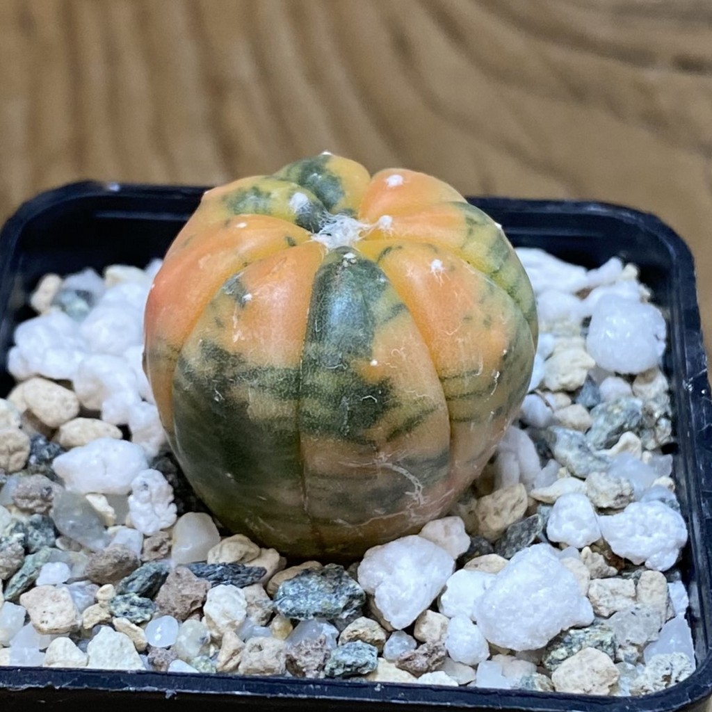 SH21902 Astrophytum asterias ‘Red Purple Skin’ f. variegata - Зображення 2