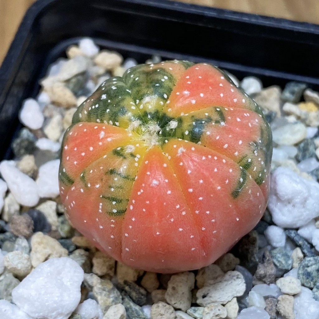SH21651 Astrophytum asterias f. variegata