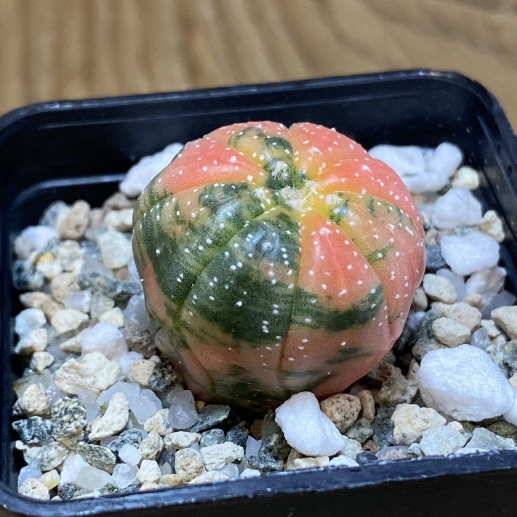 SH21651 Astrophytum asterias f. variegata - Зображення 2