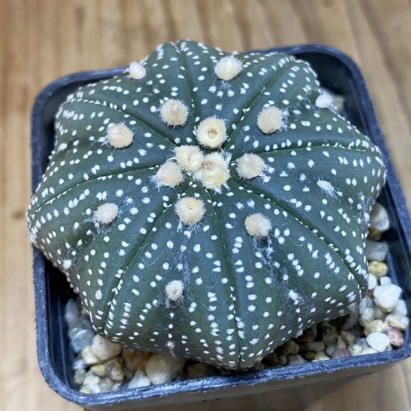 SH4975 Astrophytum asterias ‘Star Shape’