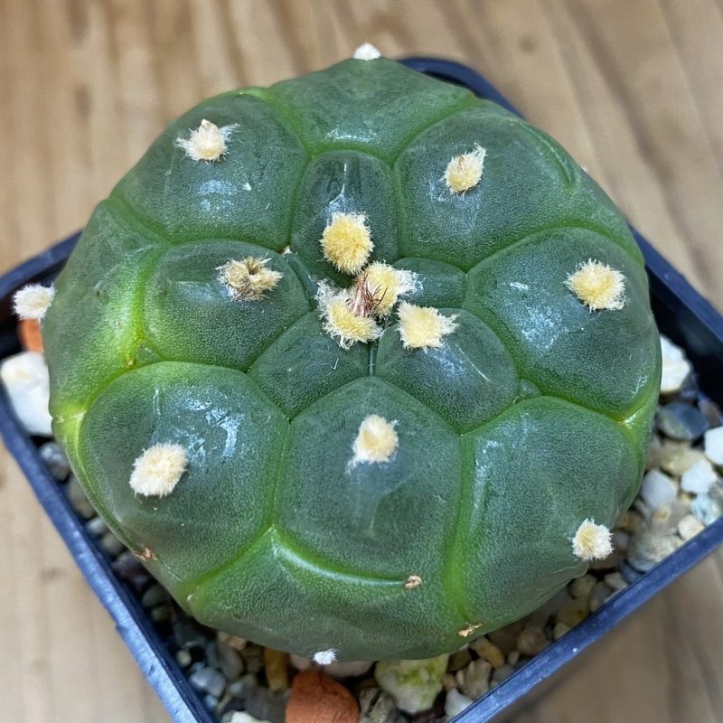 SH2416 Astrophytum asterias 'Kikko'