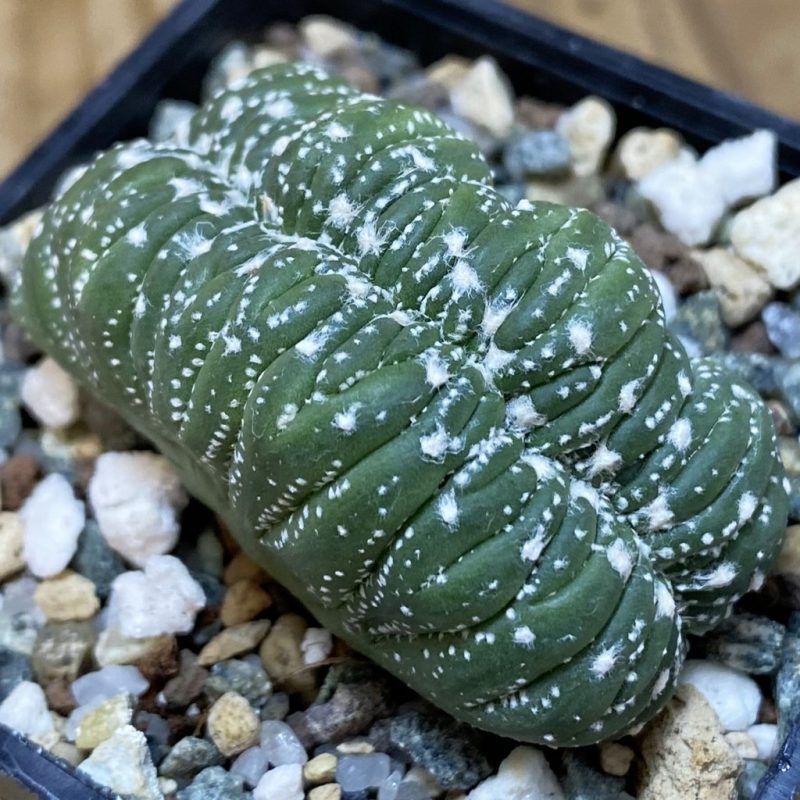 SH23291 Astrophytum asterias f. cristata, seedling