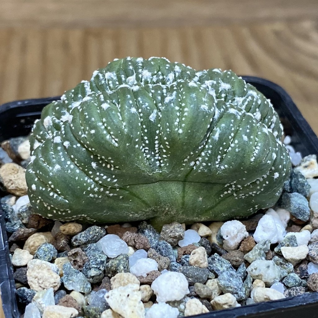 SH23291 Astrophytum asterias f. cristata, seedling - Imagen 2