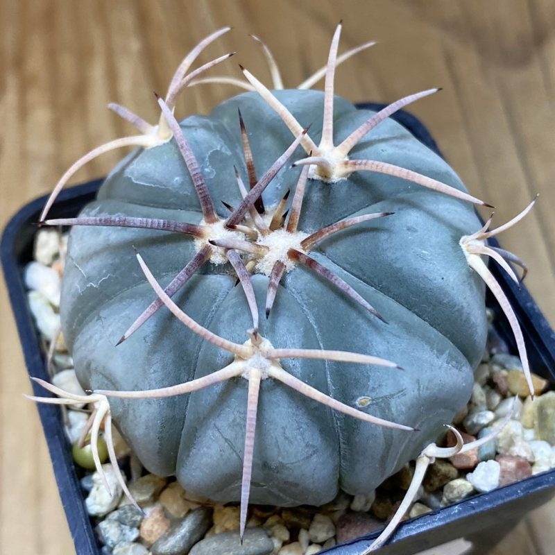 SH21640 Echinocactus horizonthalonius MR21