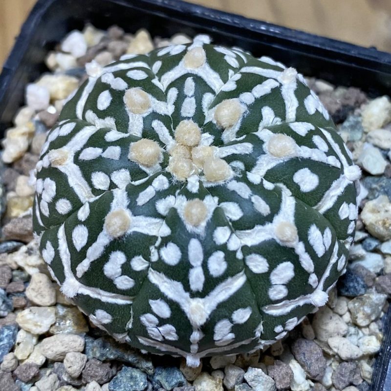 SH23530 Astrophytum asterias ‘Super Kabuto’ V-type f. nudum