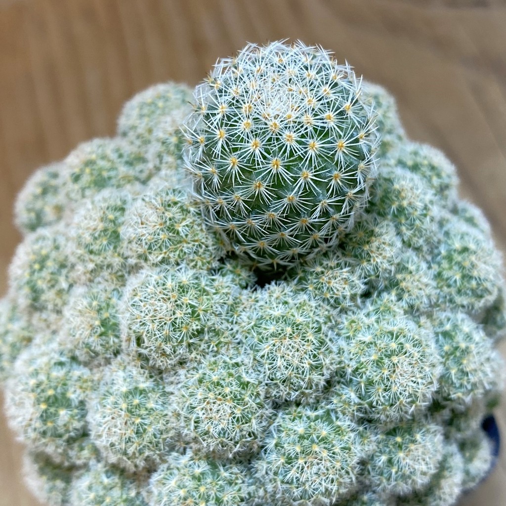 SH9281 Mammillaria egregia f. monstrosa