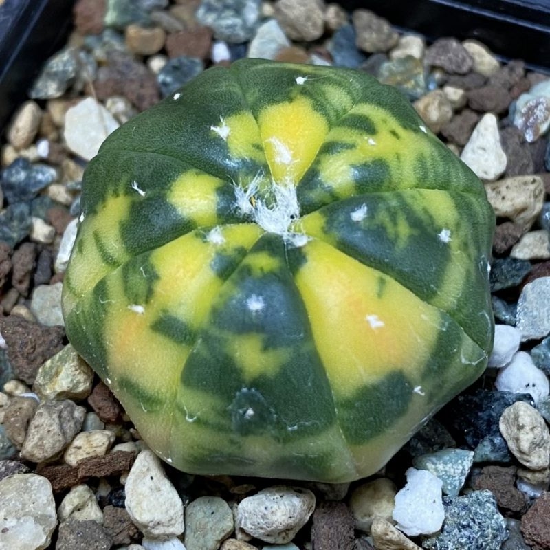 SH23892 Astrophytum asterias f. variegata