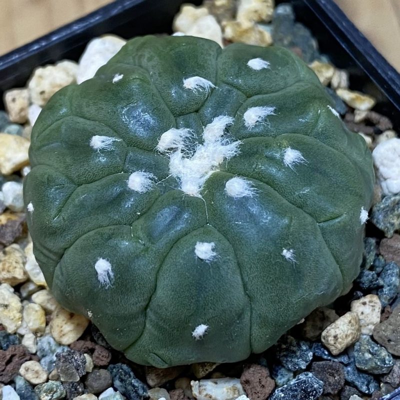 SH23513 Astrophytum asterias ‘Kikko Lizart Skin’
