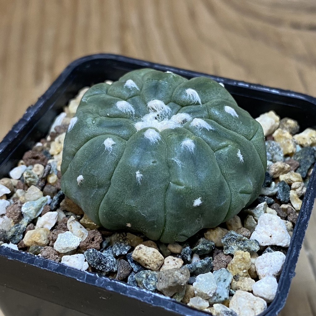 SH23513 Astrophytum asterias ‘Kikko Lizart Skin’ - Image 2