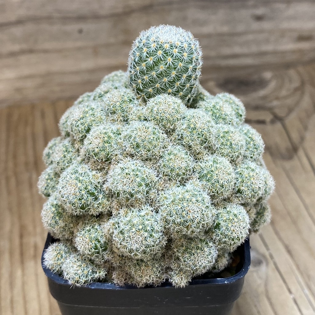 SH9281 Mammillaria egregia f. monstrosa - Obrázek 2