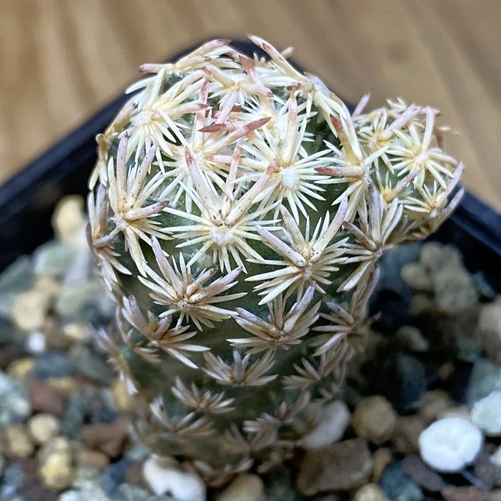 SH23668 Escobaria nellieae