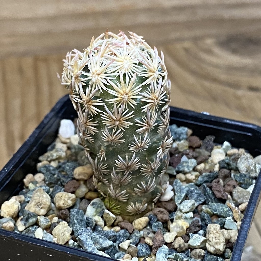 SH23668 Escobaria nellieae - Image 2