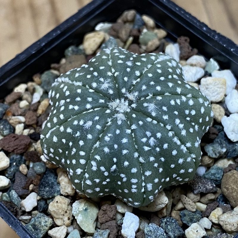 SH23751 Astrophytum asterias ‘Star Shape’
